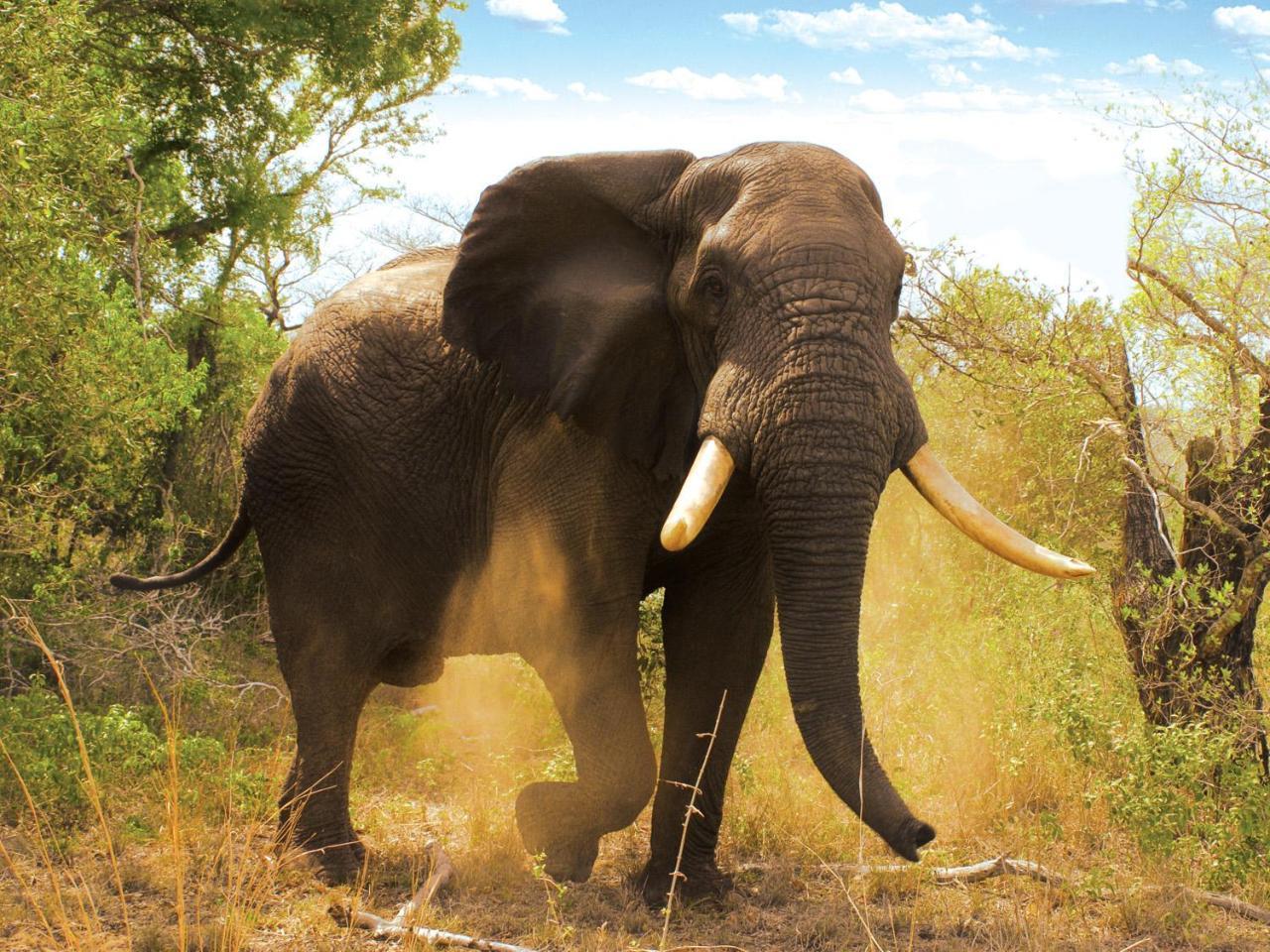 Tembe Elephant Park Lodge Sihangwane ภายนอก รูปภาพ