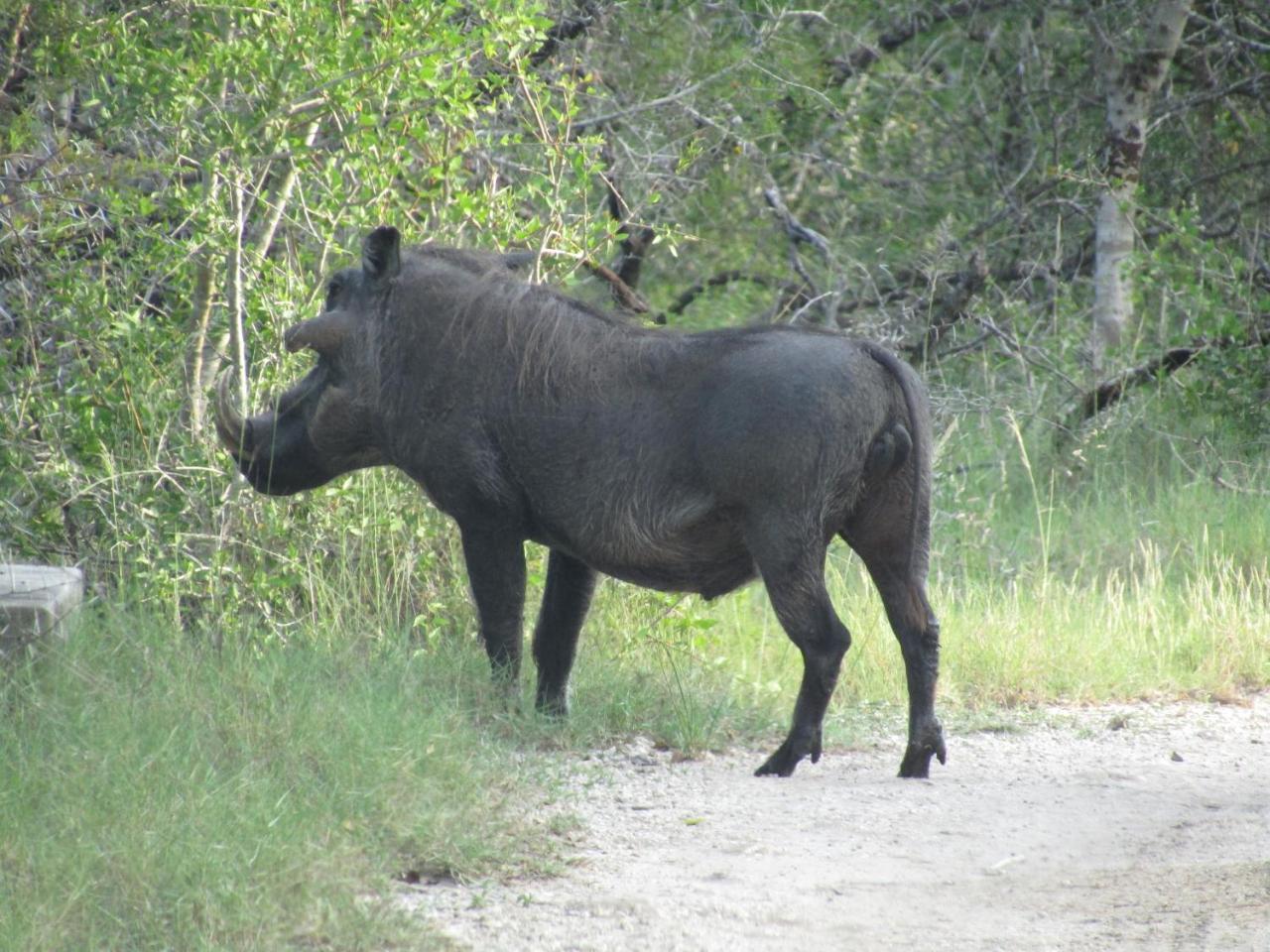 Tembe Elephant Park Lodge Sihangwane ภายนอก รูปภาพ