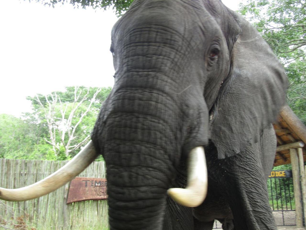 Tembe Elephant Park Lodge Sihangwane ภายนอก รูปภาพ